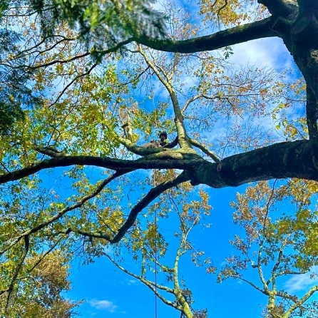 Elagage en Gironde, anticipez vos tailles!
